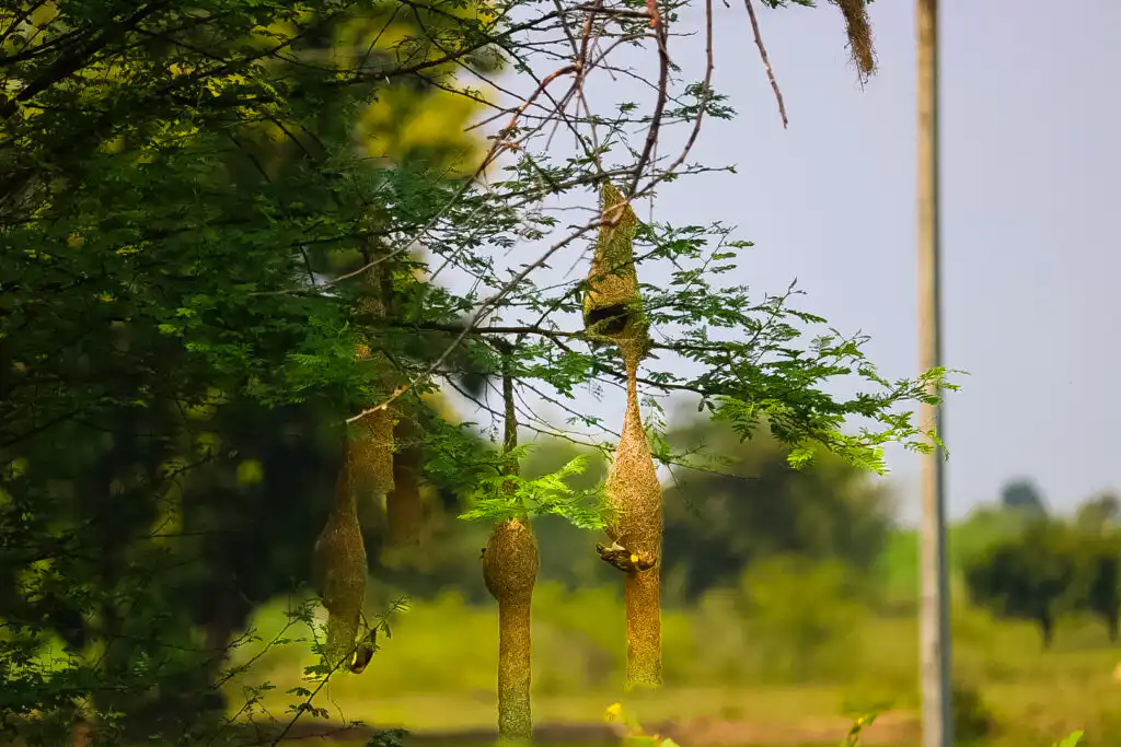 baya weaver birds nests