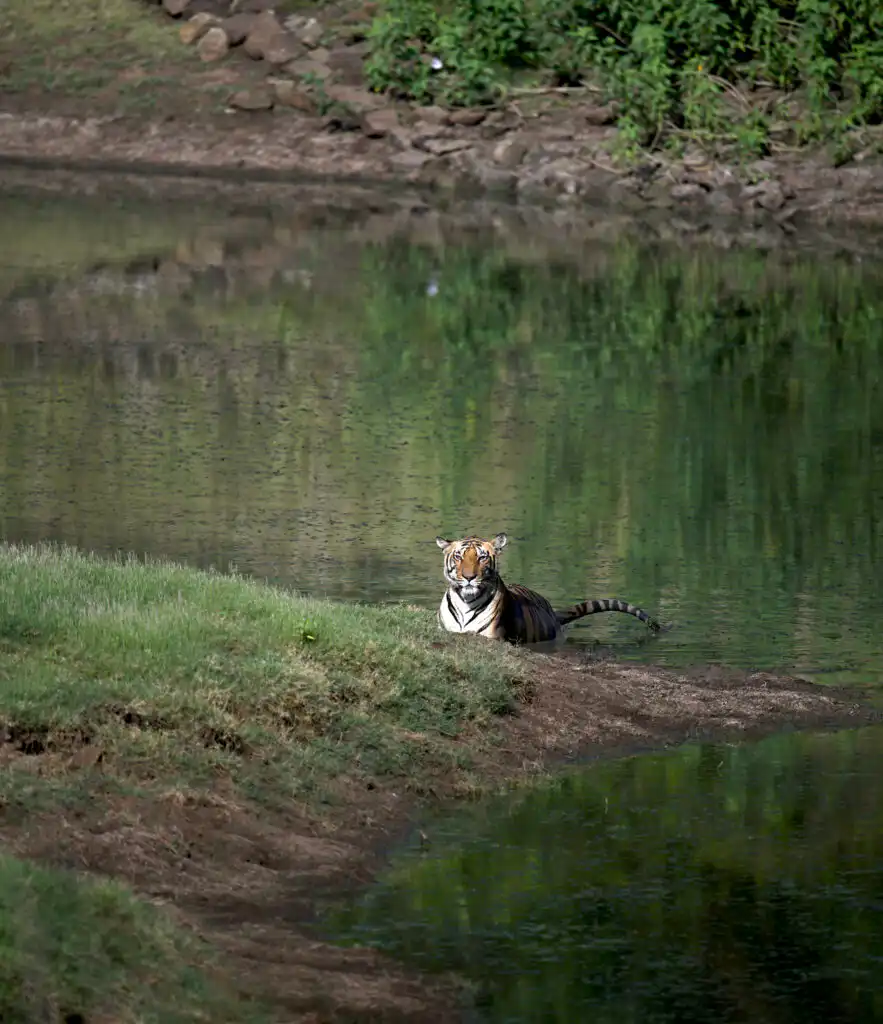 tigers swimming