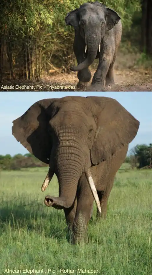 DIFFERENCE BETWEEN ASIATIC & AFRICAN ELEPHANTS