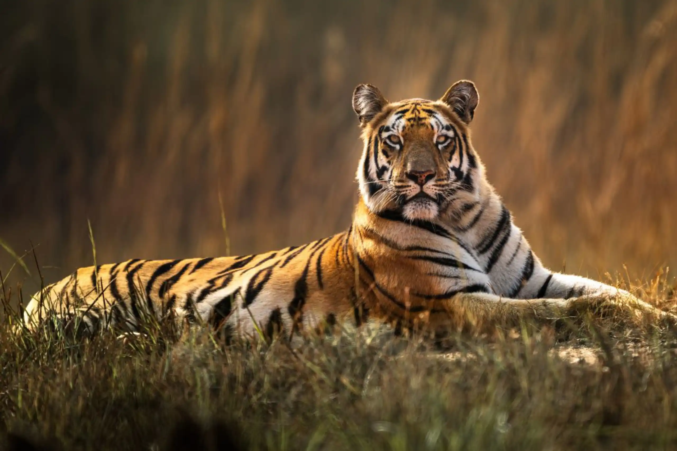 tiger