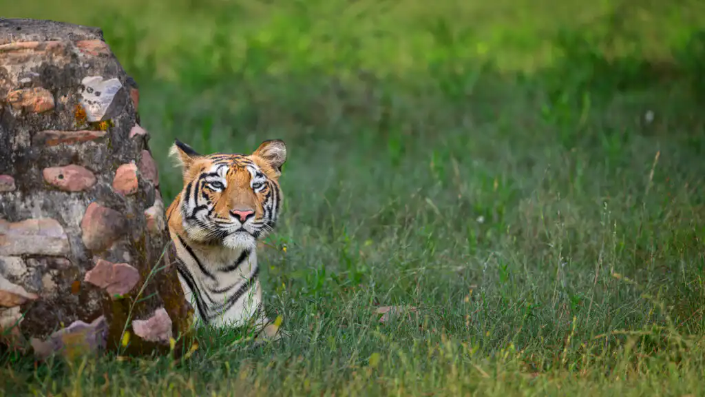 Tiger Safari Photography in India