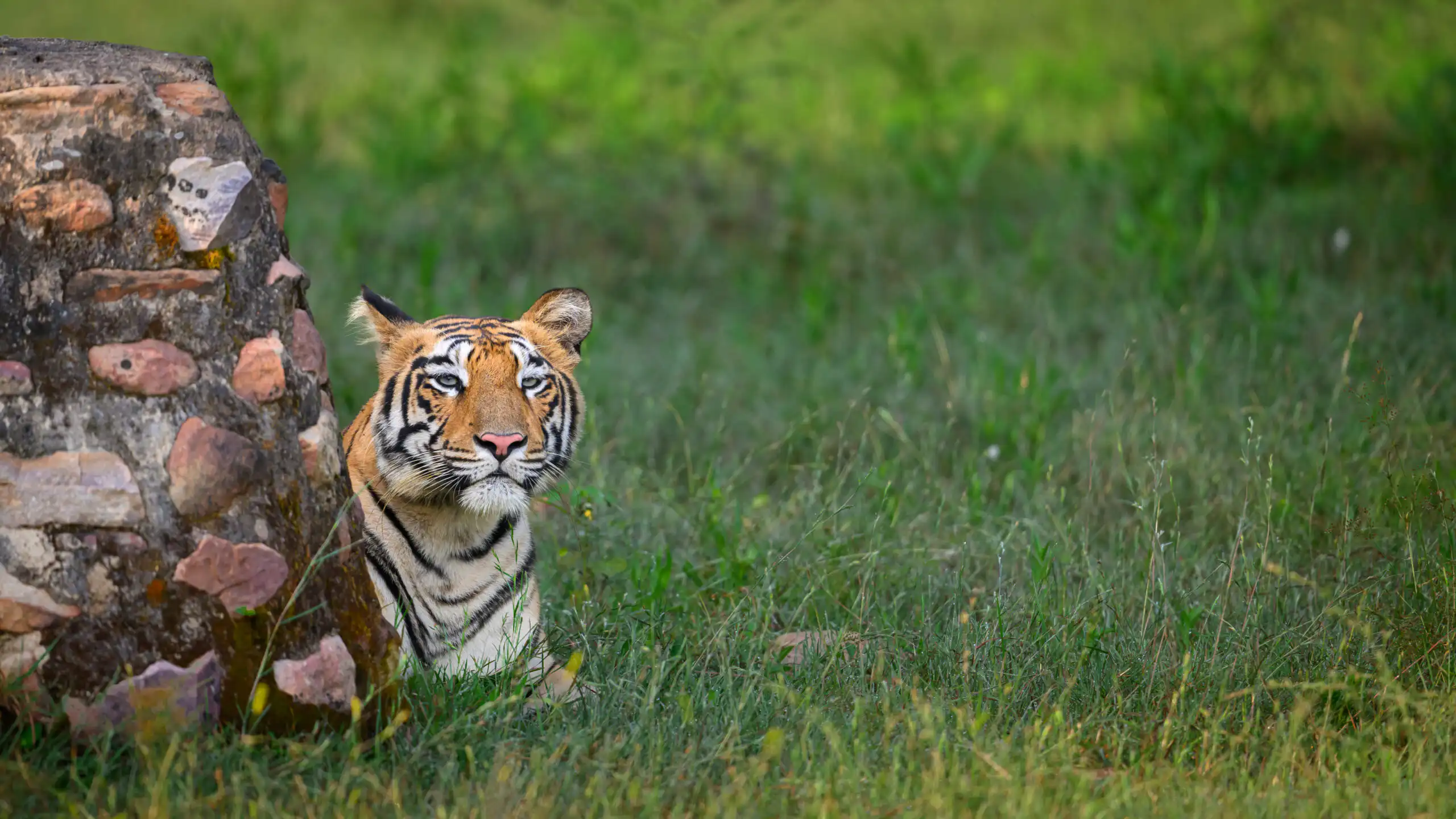 Tiger Safari Photography in India