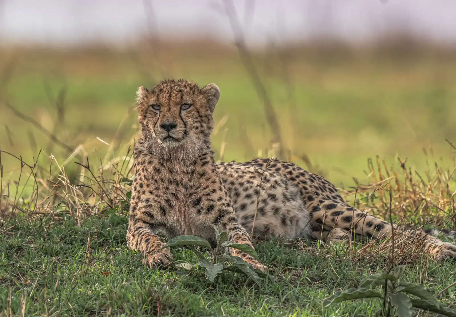 Conservation of Big Cats in India