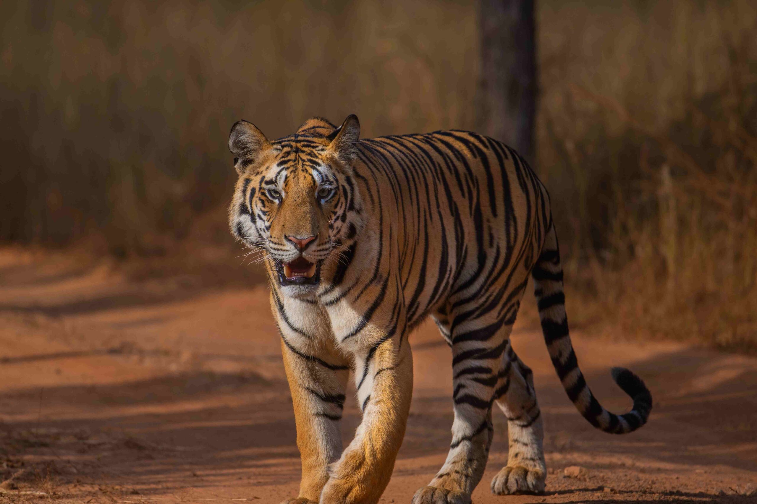 Bengal Tiger Vs Siberian Tiger Bengal Tiger Vs Siberian Tiger