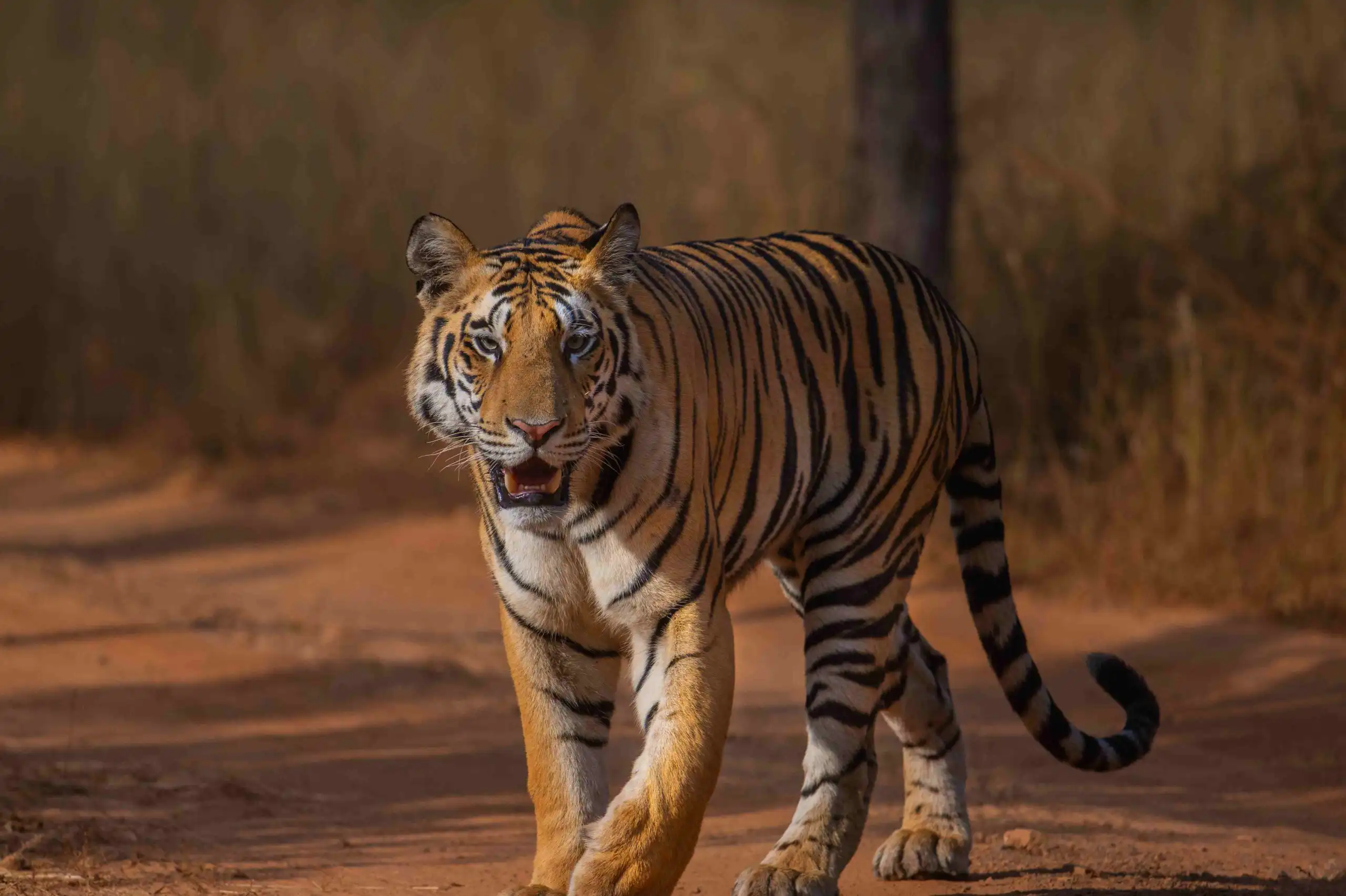 bengal tiger