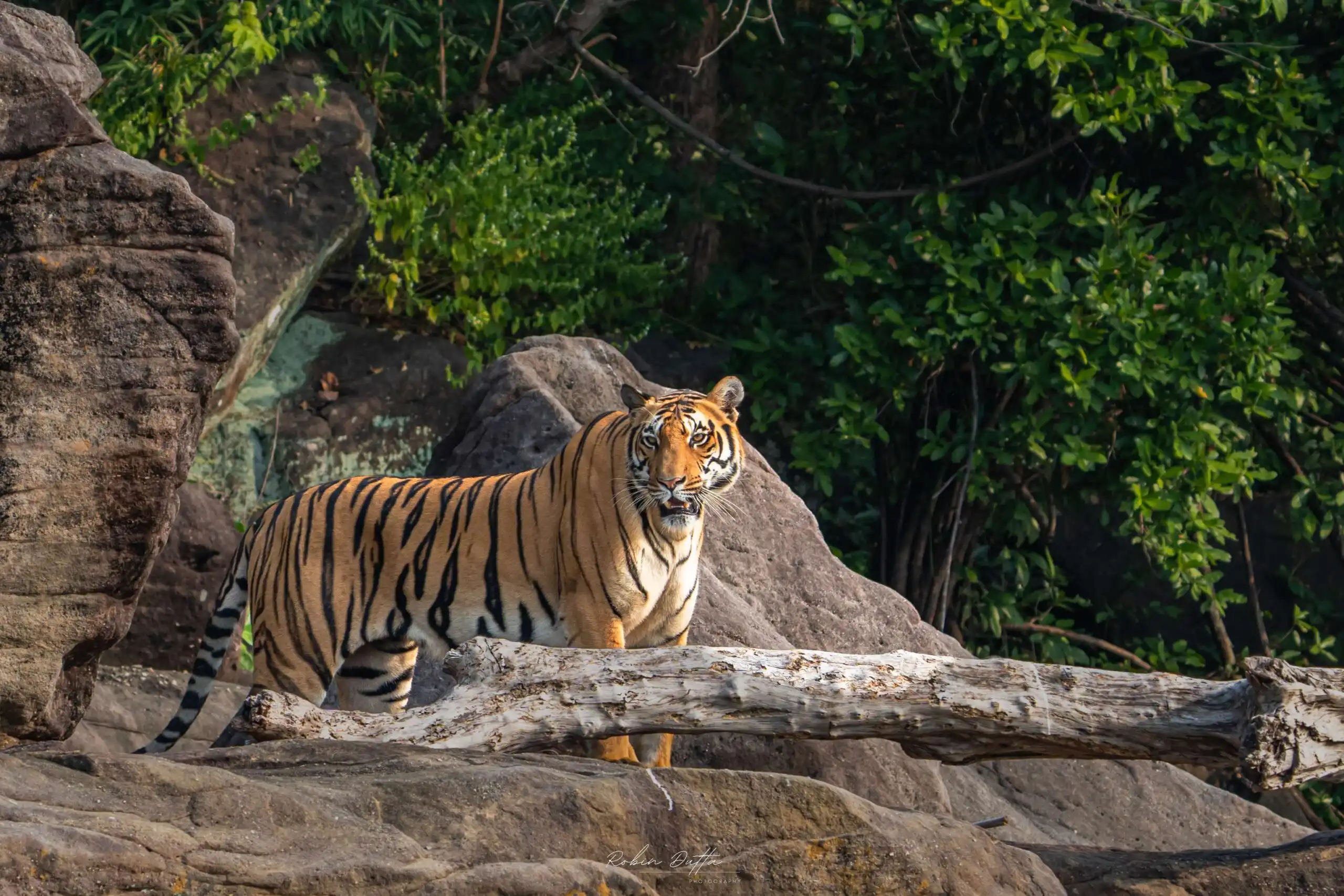 Best places to find bengal tiger