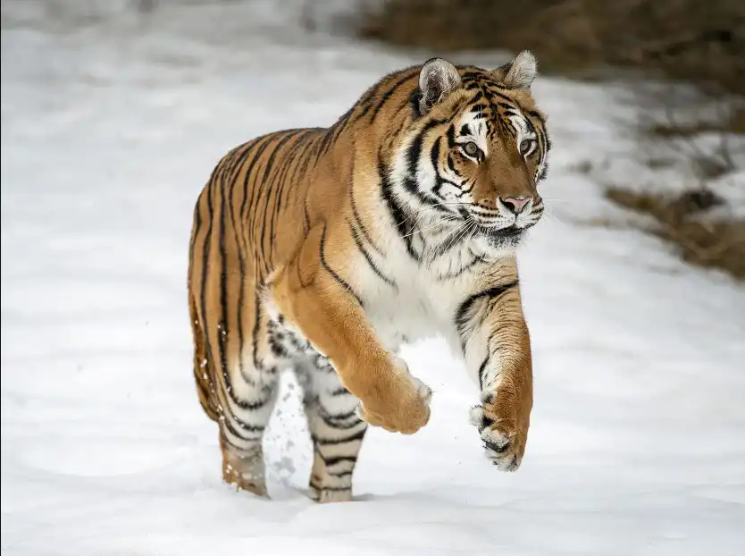 siberiantiger