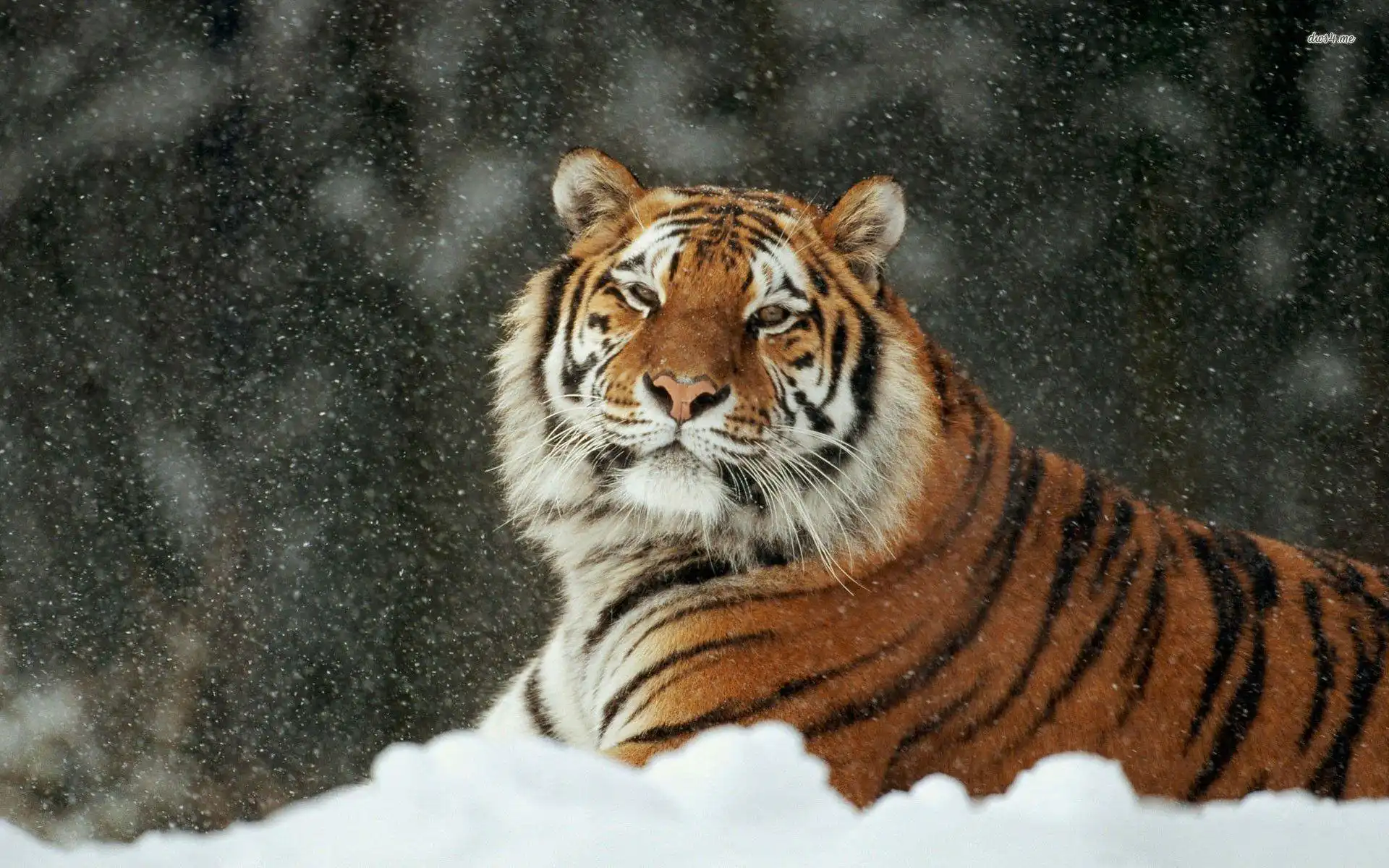 best place to find siberian tger.