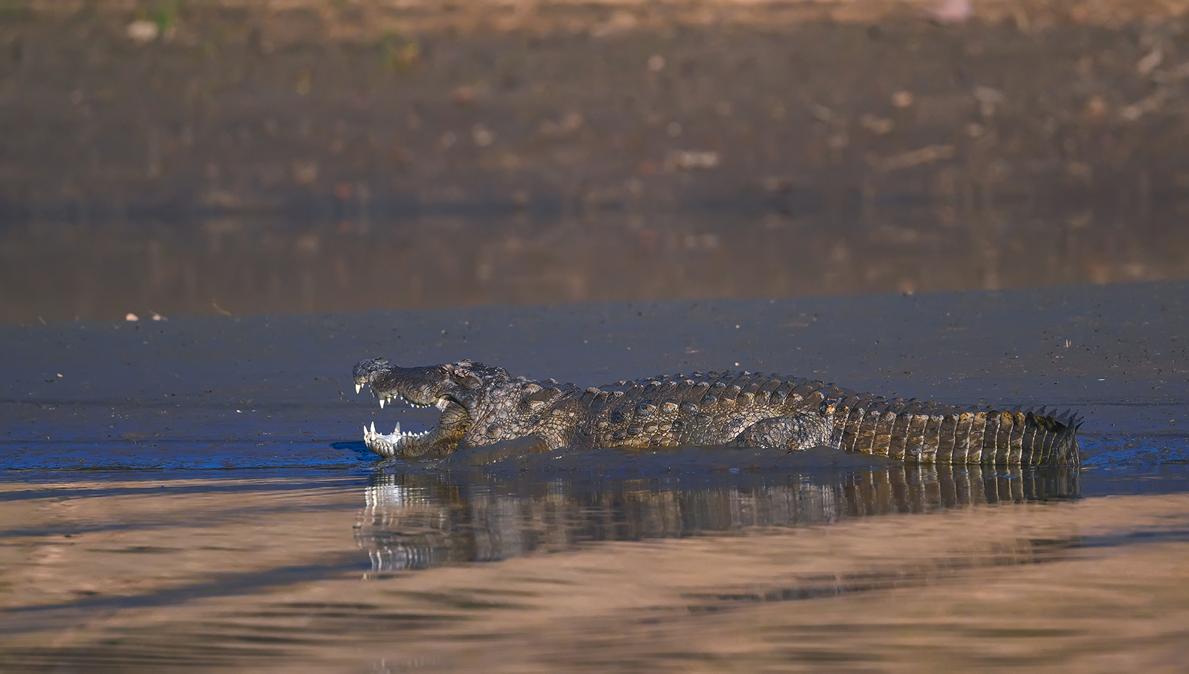 Crocodiles in India