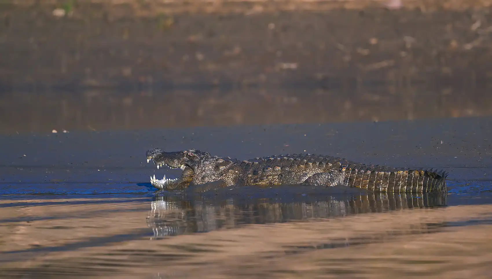 Crocodiles in India