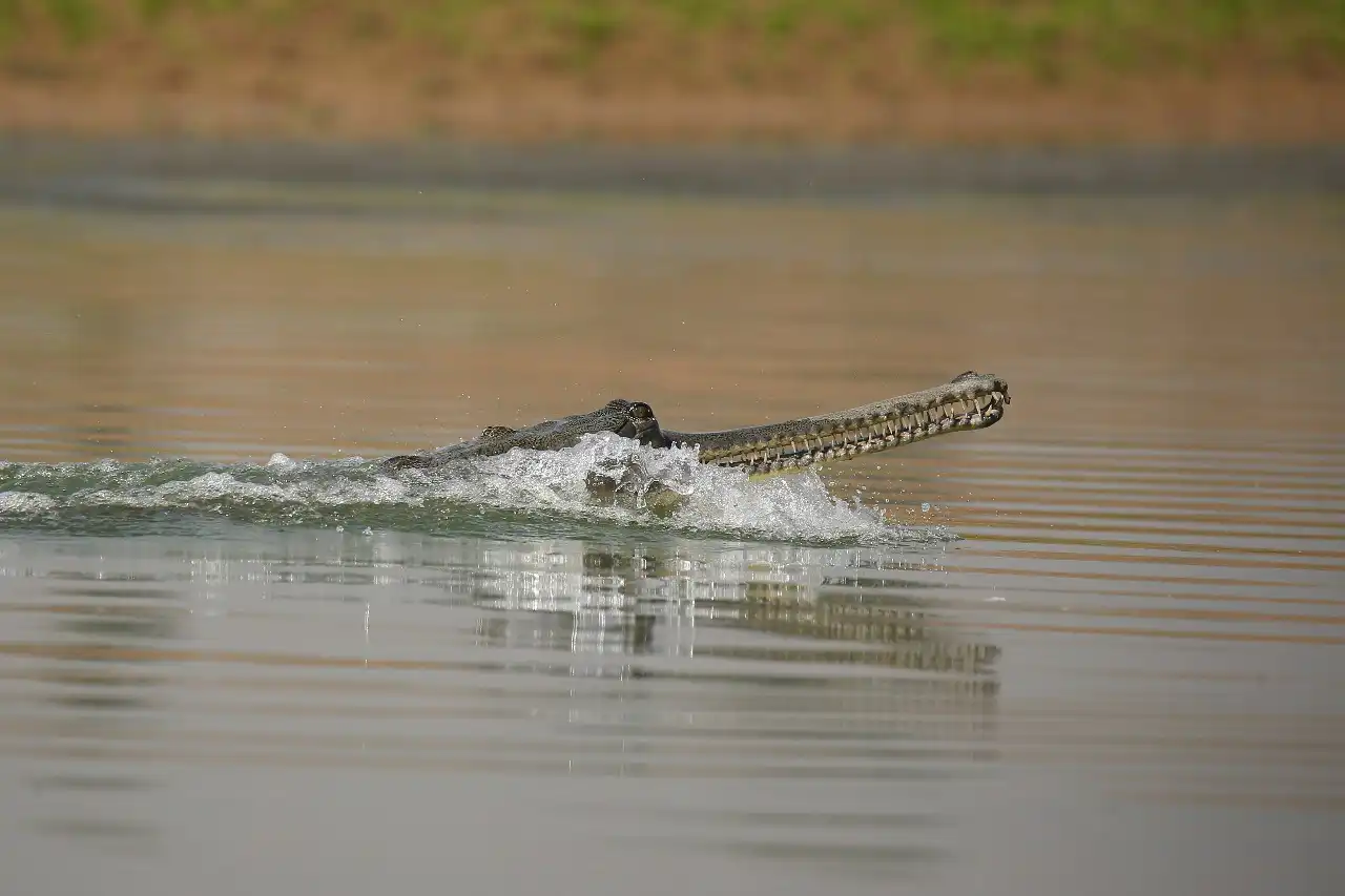 Gavialis gangeticus Gharial