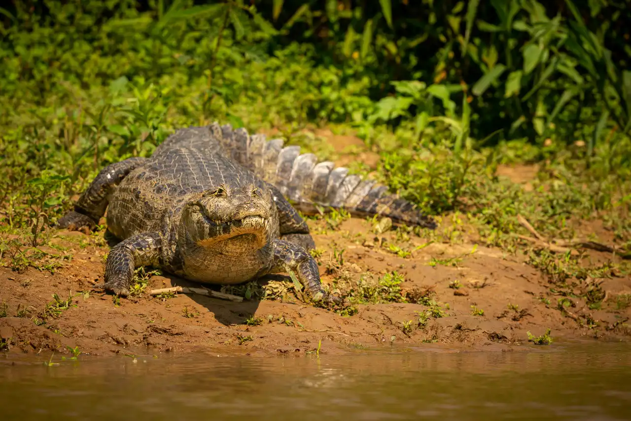 saltwater crocodile in India