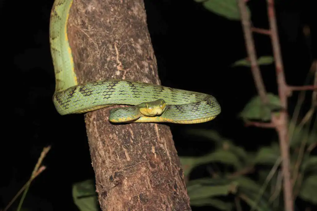 Bamboo Pit Viper