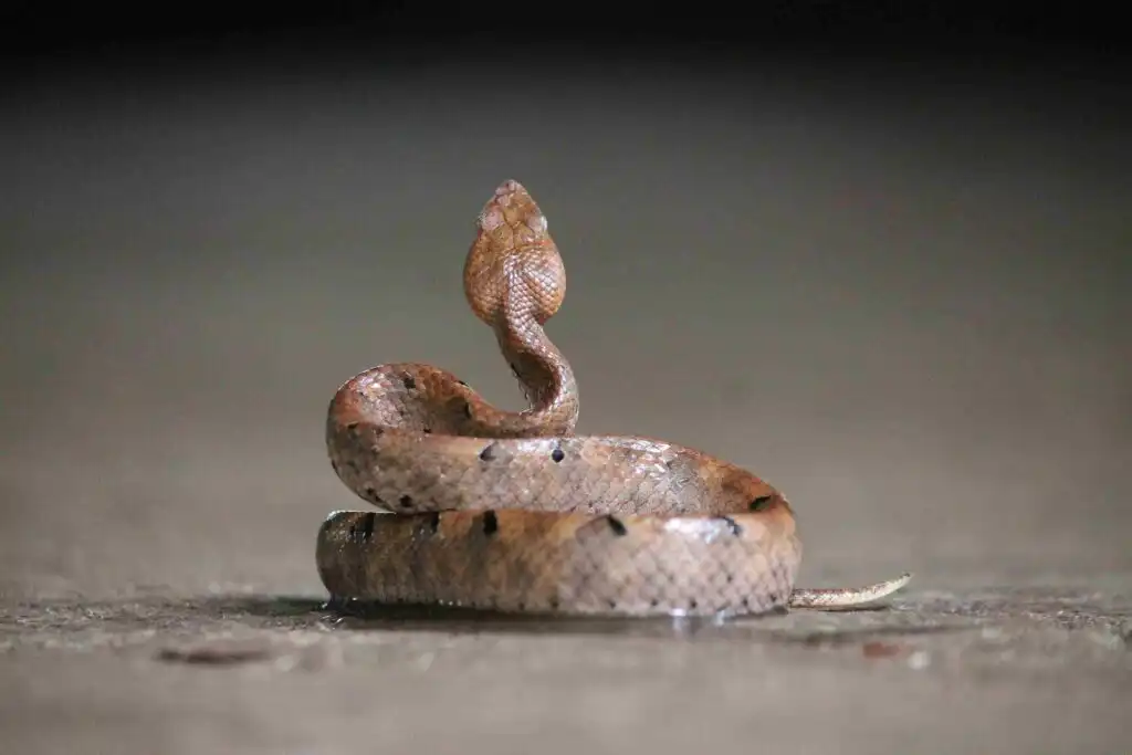 Hump-nosed Pit Viper