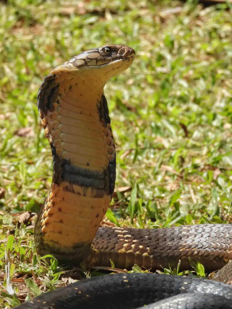 King cobra