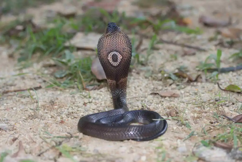 Monocled Cobra
