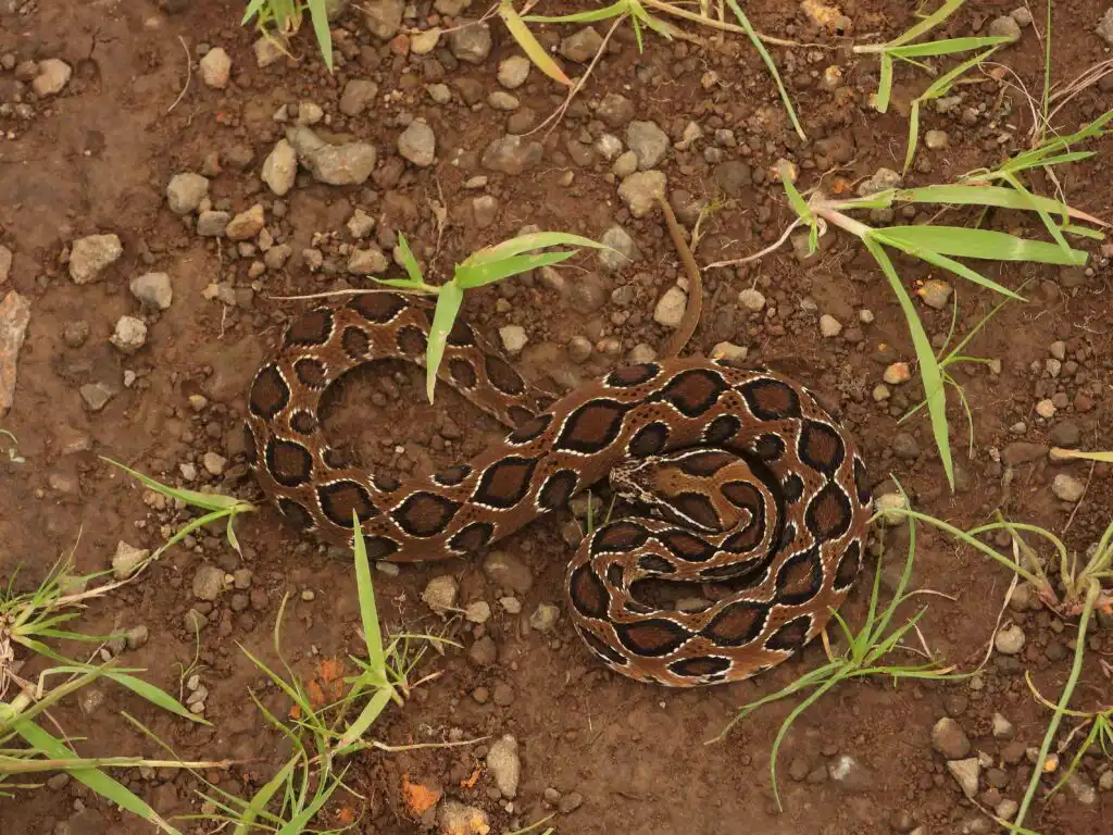 Russell’s viper
