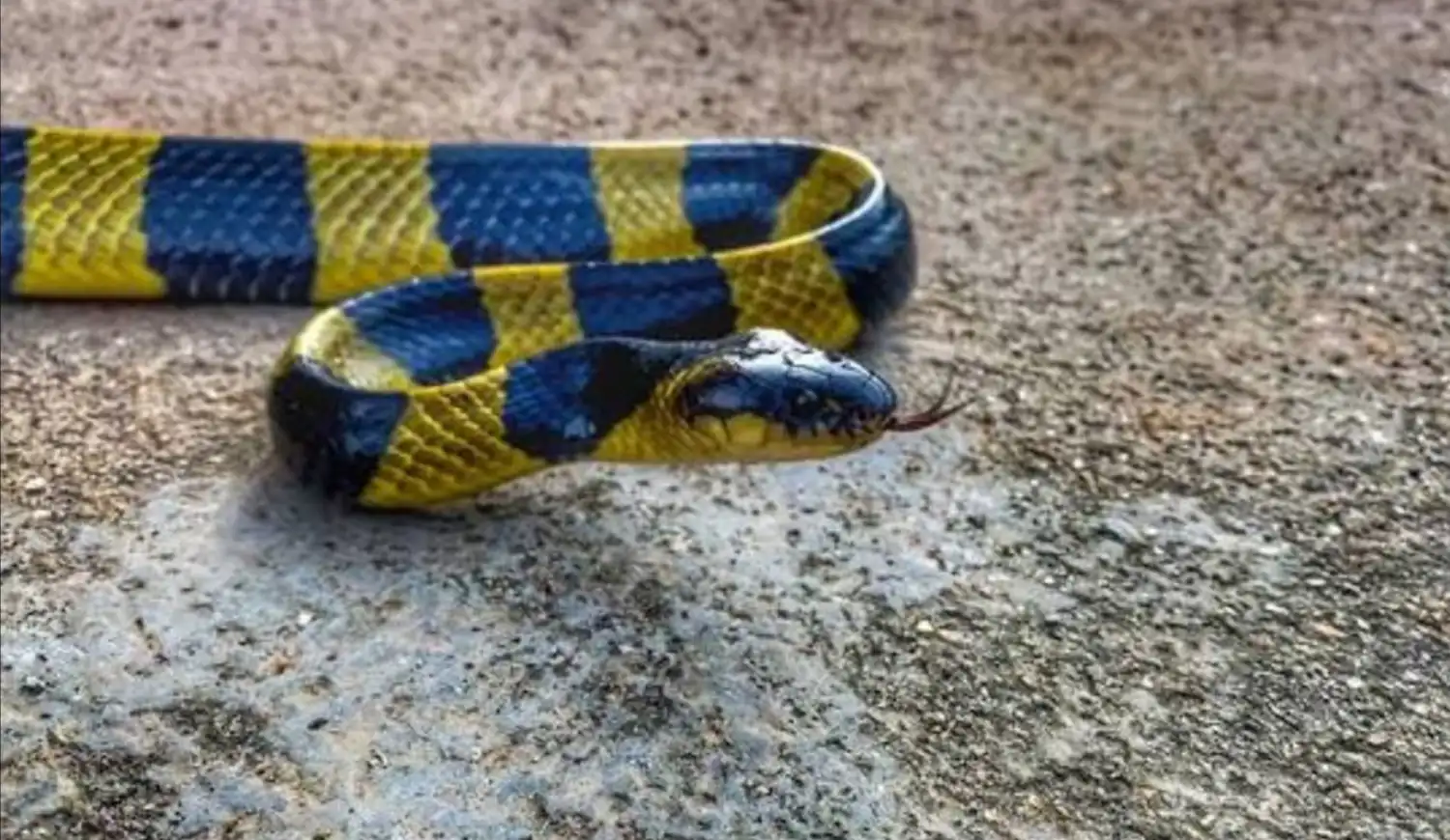 A banded krait featuring bold, alternating yellow and black stripes resting on a textured grey surface.