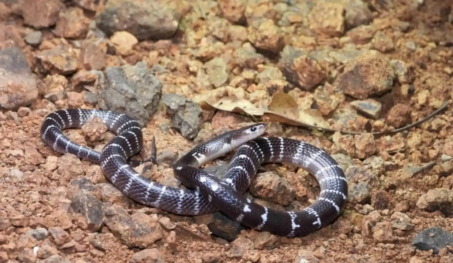 A glossy, dark common krait with thin white crossbands coiled on a rocky ground.