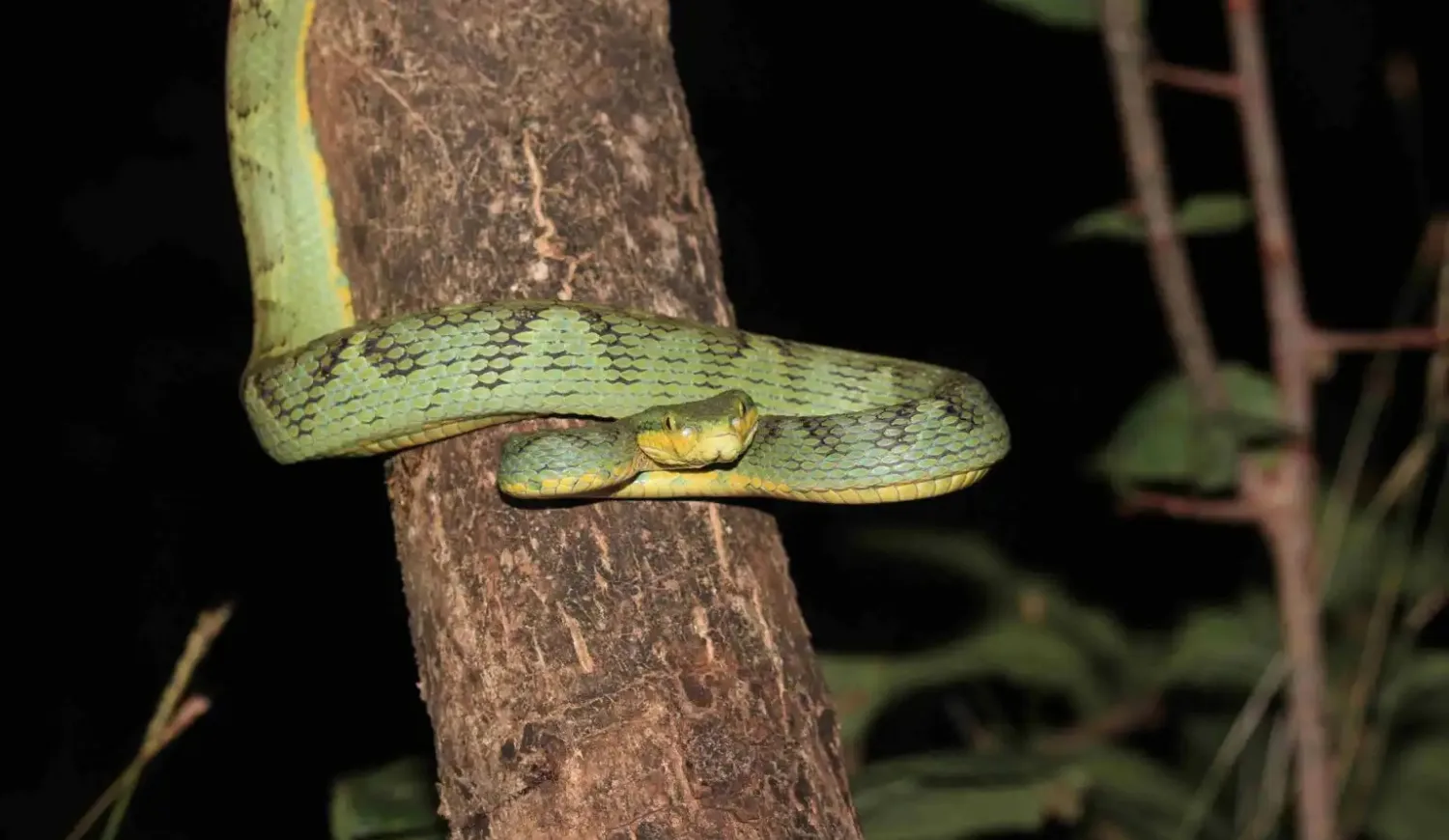 A vibrant green bamboo pit viper coiled around a tree branch at night.
