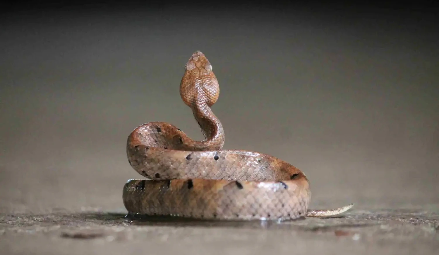 A brown hump-nosed pit viper coiled on the ground with its head raised.