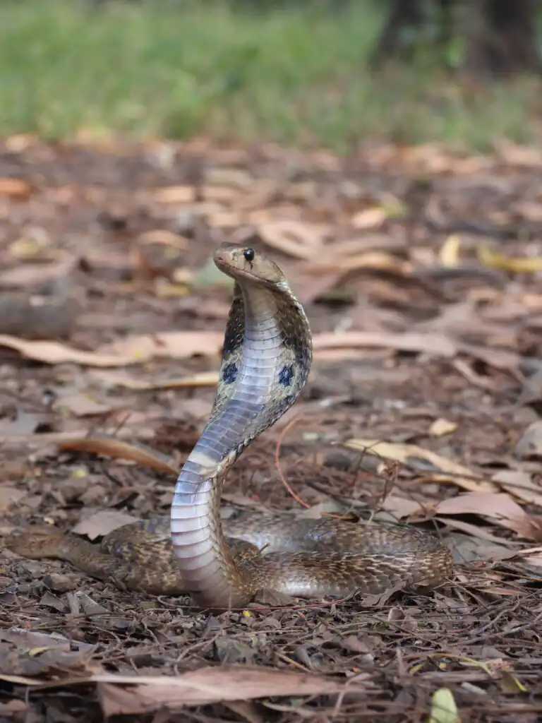 indian cobra naja