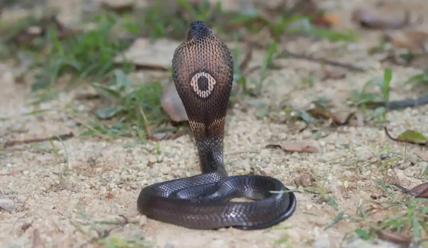 A dark monocled cobra viewed from behind with its hood flared, displaying the distinct circular pattern.