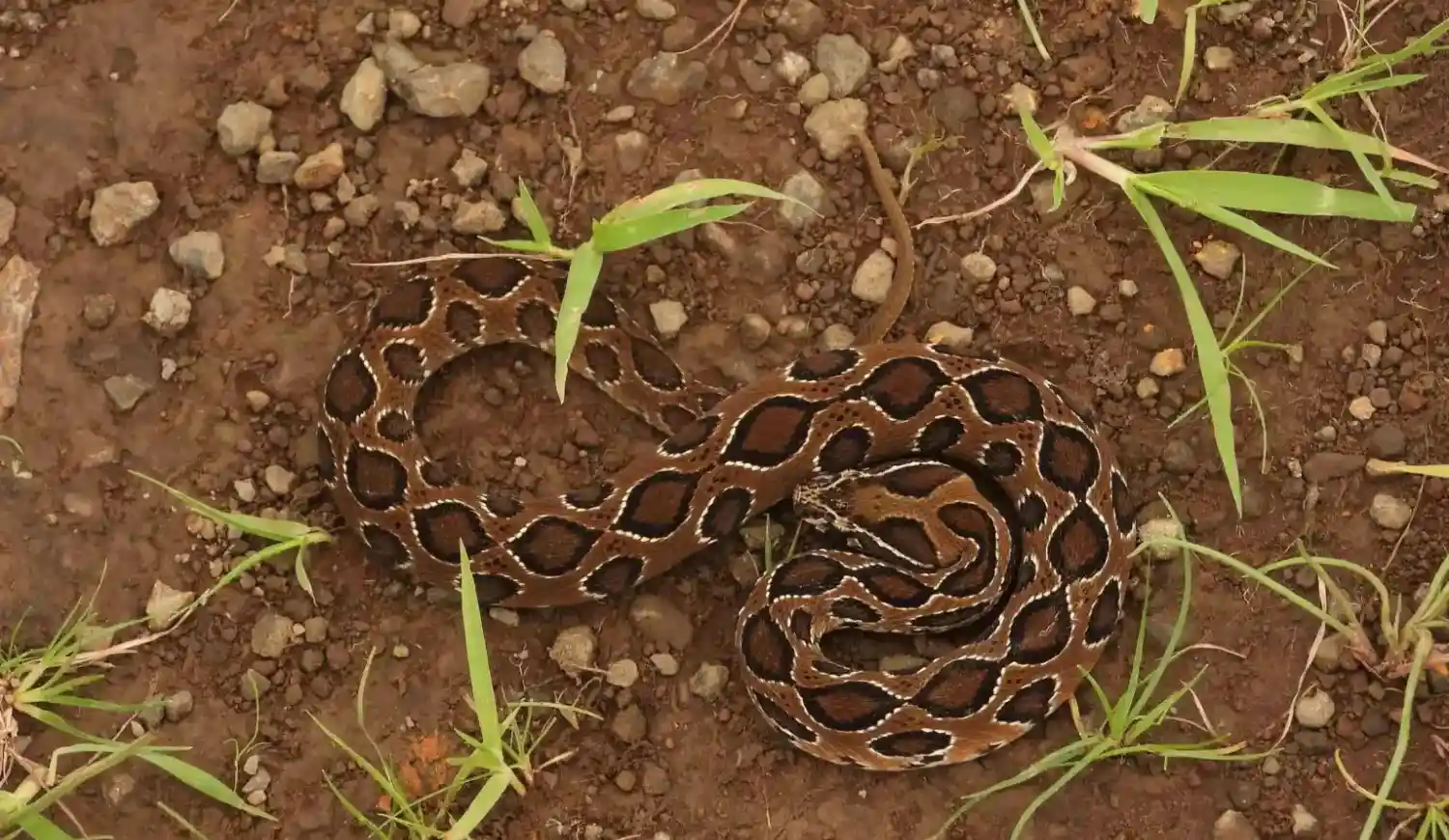 A Russell's viper displaying distinct dark, chain-like oval spots coiled on reddish dirt and sparse grass.