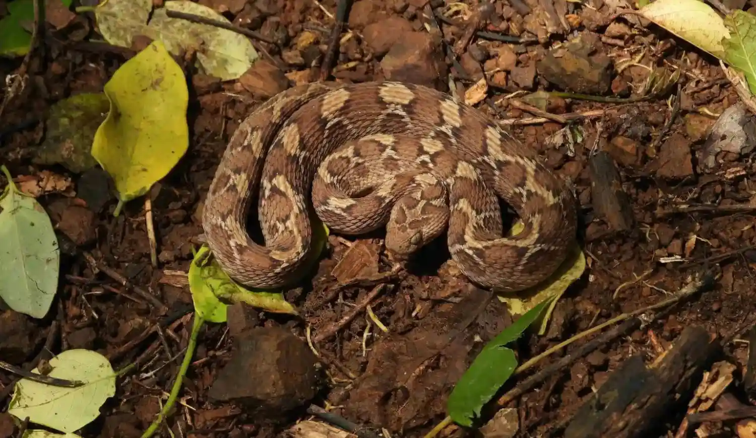 A small, brown saw-scaled viper coiled and camouflaged among dirt and dry leaves.
