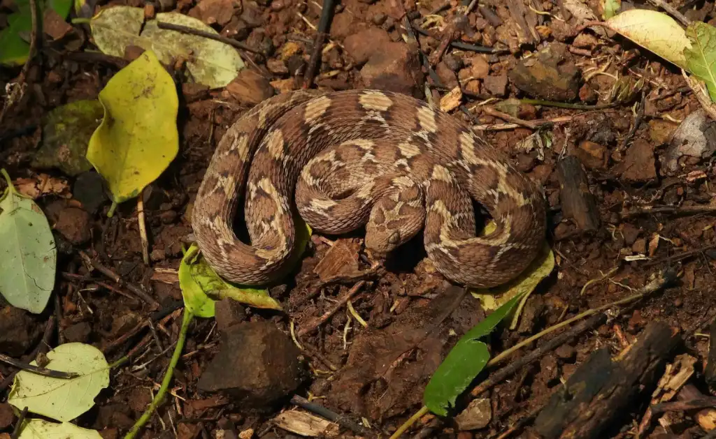 A brown venomous saw-scaled viper coiled tightly on the forest floor among soil and fallen leaves.