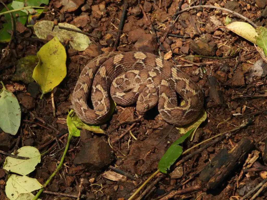 Venomous Snakes in India