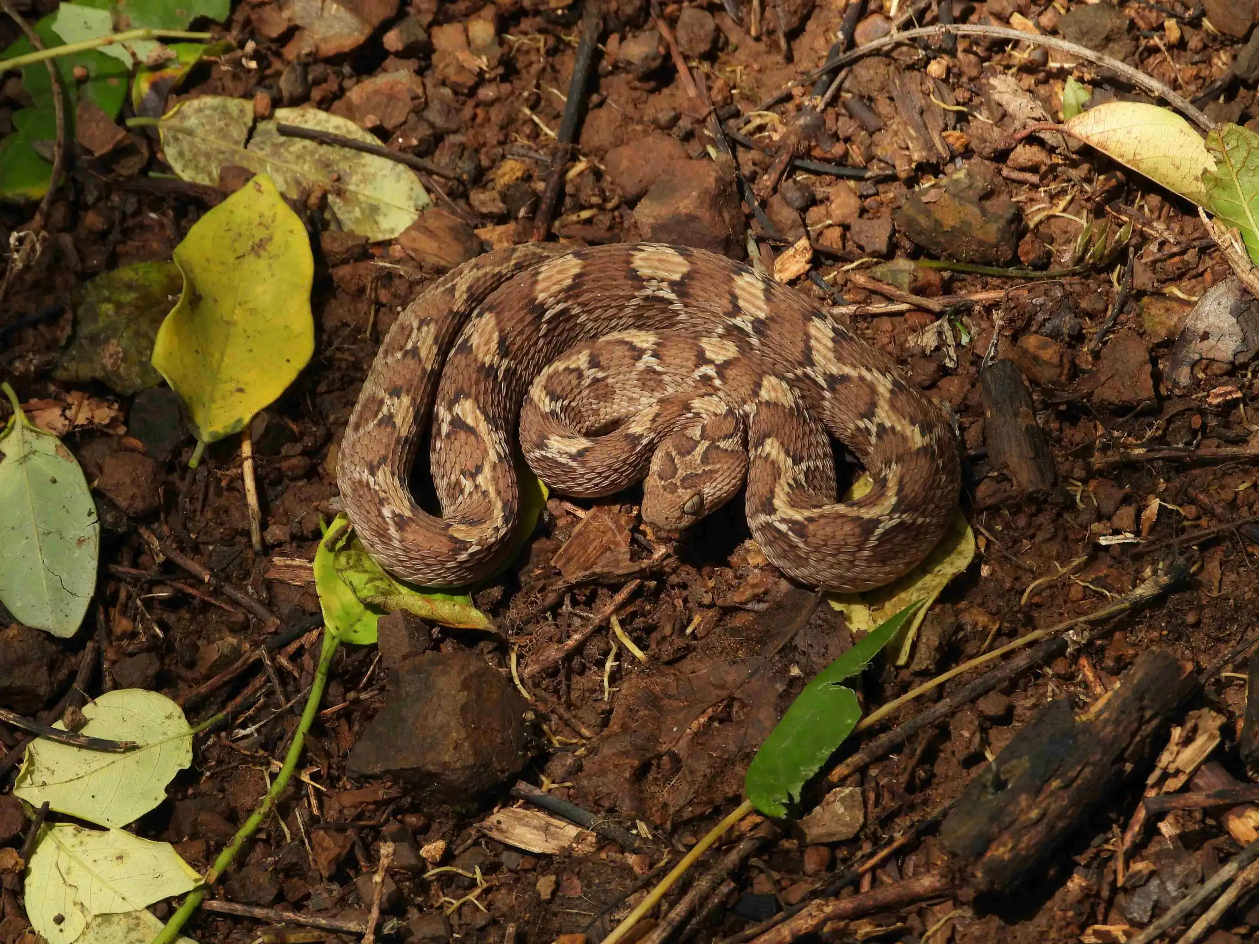 Venomous Snakes in India