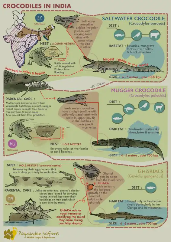 Crocodiles in india