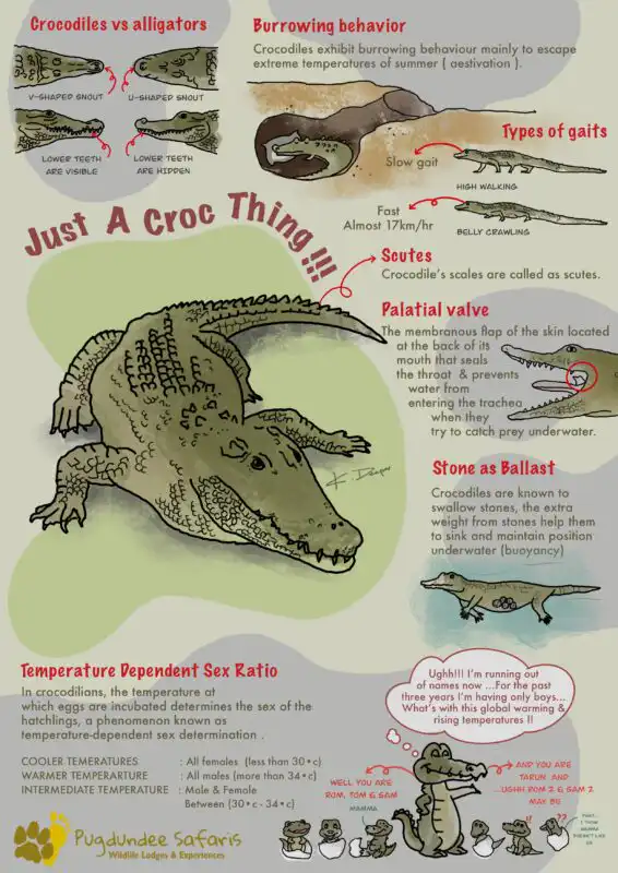 Just a croc thing