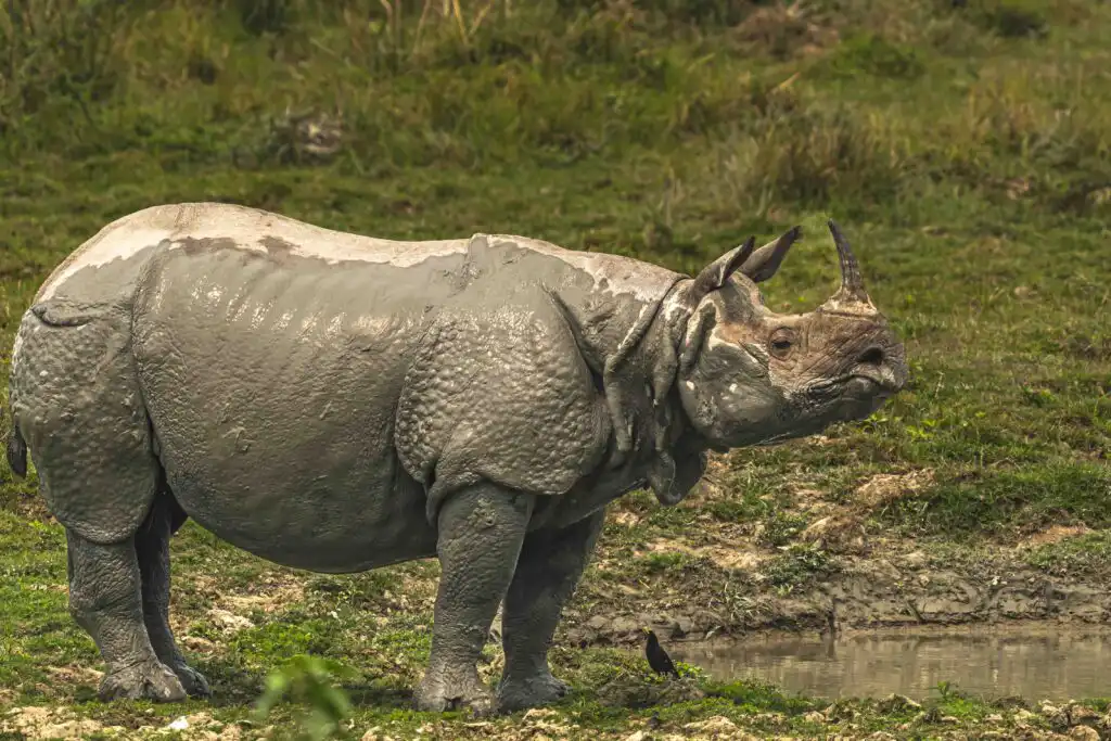 rhino in india