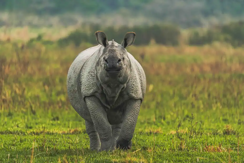 Unicorn horn of rhinoceros