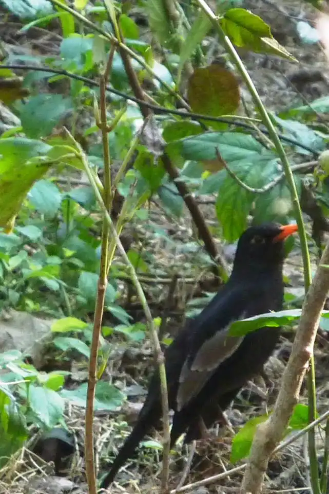 Grey winged black bird Sukra Dai