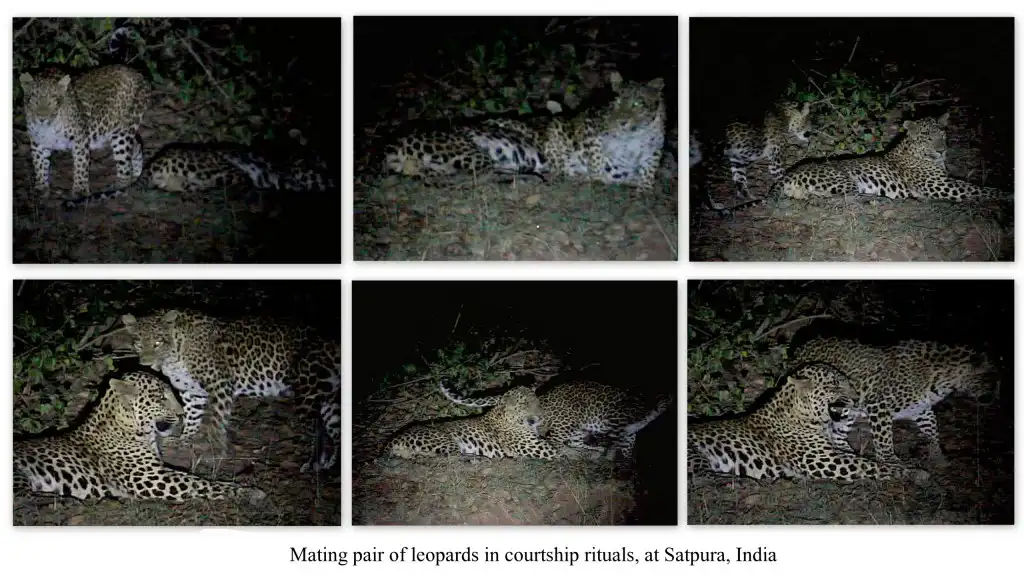 Leopards in Satpura National Park