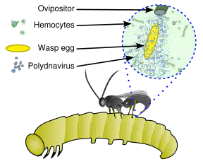 Polydnavirus