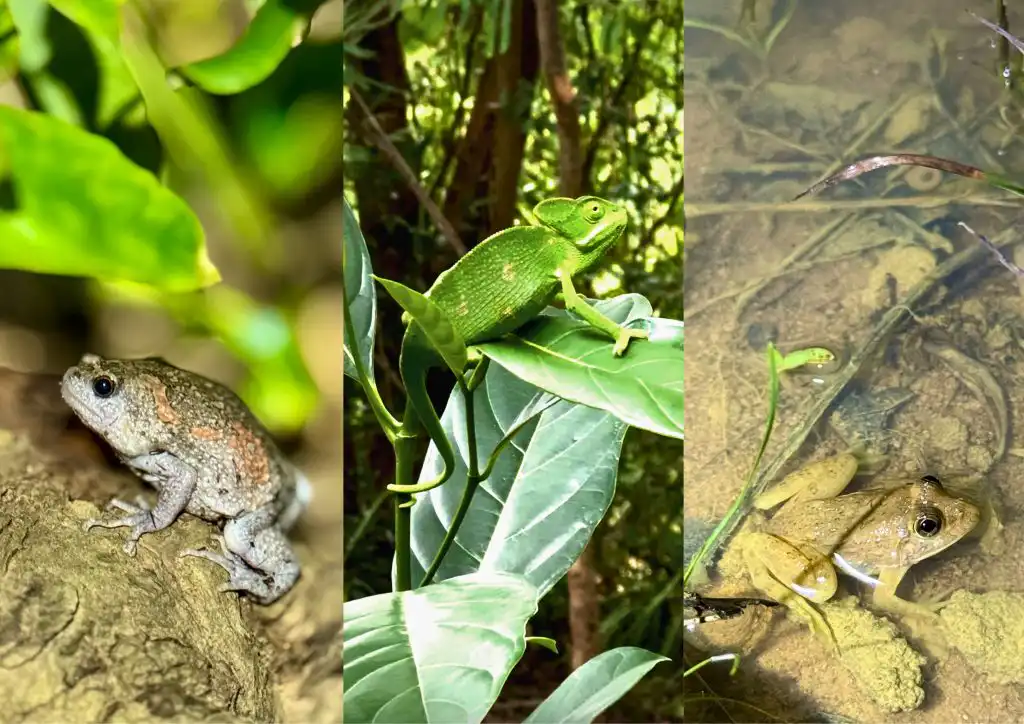 The Monsoon as a Classroom: Reptiles & Amphibians