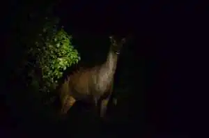 Sāmbhar Deer