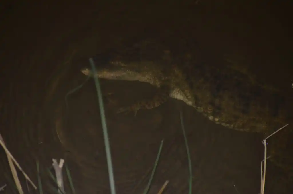 crocodile