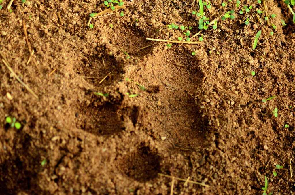 Fresh pugmark