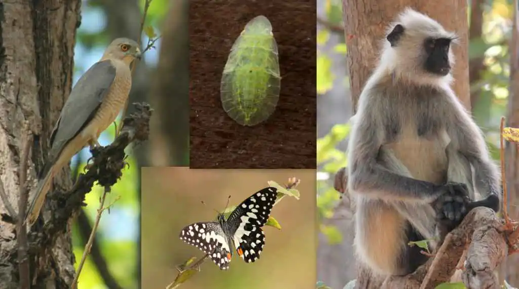 wildlife at kanha