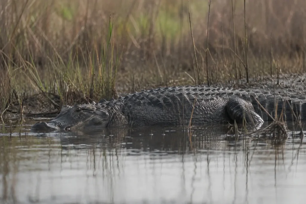 American alligator in a freshwater marsh showing its broad U-shaped snout
