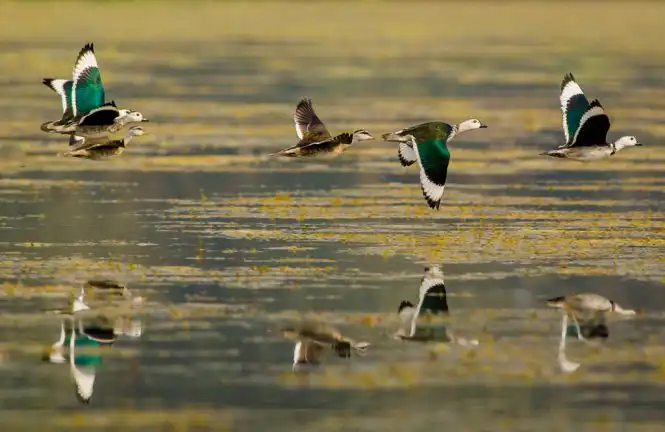 Waterbirds flying over a wetland