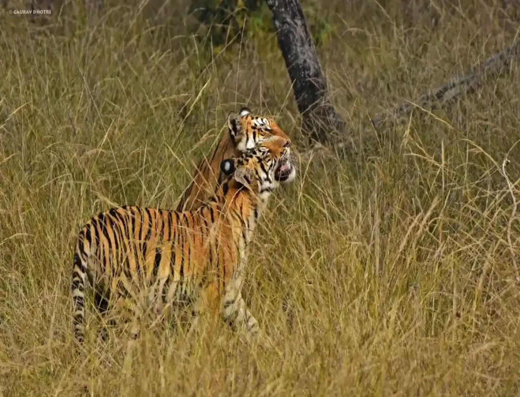 Collarwali-Tigress-with-her-Cub