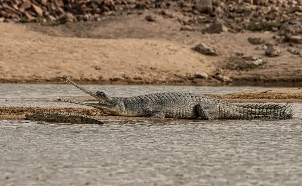 Gharial resting in a river with its long narrow snout and needle-like teeth