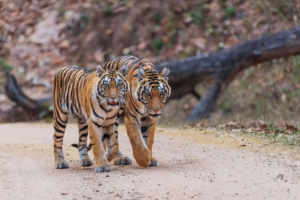 Life cycle of tiger showing stages from newborn cub to adult tiger