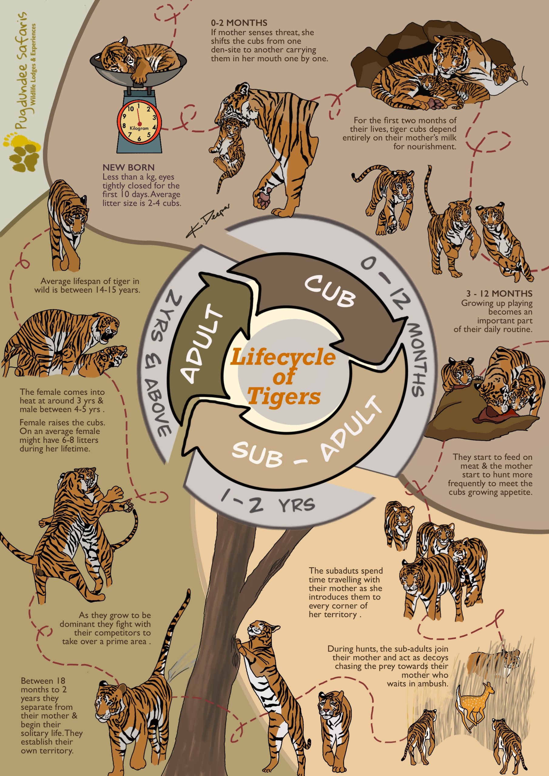 Life cycle of tiger